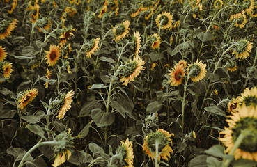 Beautiful view of meadow with sunflowers. 