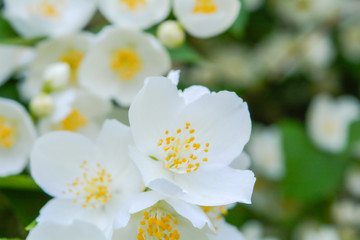 Fototapeta na wymiar White jasmine bush blossoming in summer day