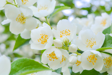 White jasmine bush blossoming in summer day