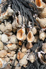 A fake house made of seashells used in webfoot octopus fishing.