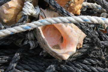 A fake house made of seashells used in webfoot octopus fishing.