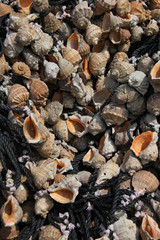 A fake house made of seashells used in webfoot octopus fishing.