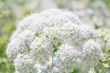 View of a meadow white flower of Goutweed or Aegopodium podagraria L.