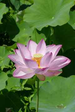 ピンク色の蓮の花と果托