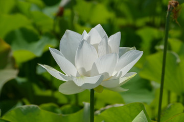 Obraz premium 白い蓮の花