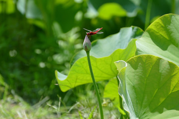 蓮にとまった赤トンボ