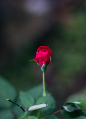 Flowers with colors
