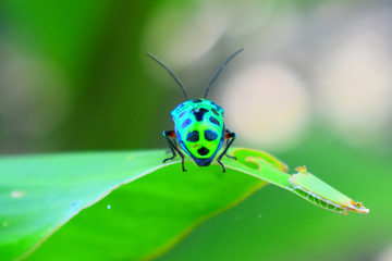 bug insect leaf 