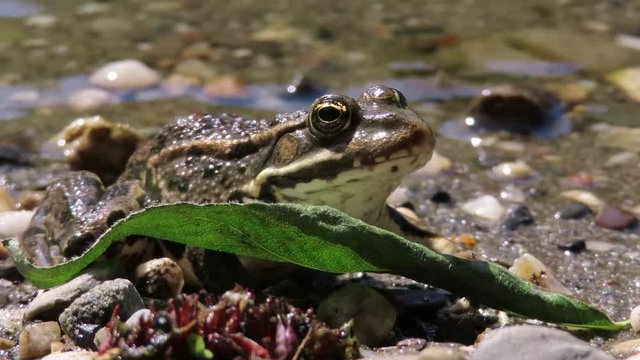 European common frog (Rana temporaria) hiding behing a green leaf on a coast of a lake
