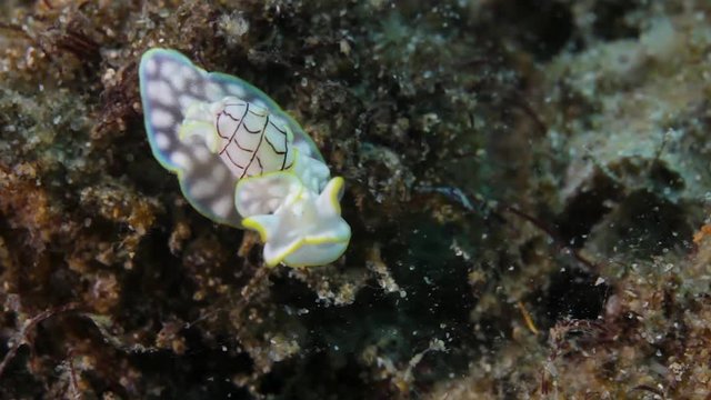 A colourful Bubble shell sea snail crawling slowly along a tropical reef looking for food