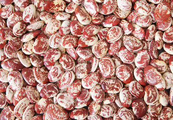 Christmas lima beans background