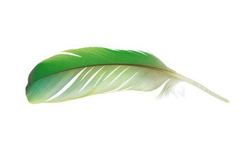 Beautiful parrot lovebird feather isolated on white background