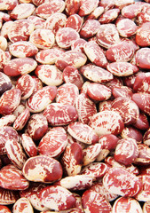 Christmas lima beans background