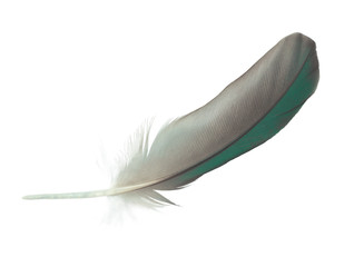 Beautiful parrot lovebird feather isolated on white background