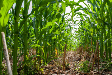 Looking down a row of no-till corn planted into a cover crop.