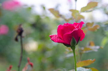 Rose flower on nature background.