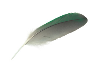 bird, feather, green, single, isolated, abstract, angel, background, close up, color, dark, decoration, design, dove, down, falling, fashion, floating, fluff, fluffy, flying, innocence, light, macro, 