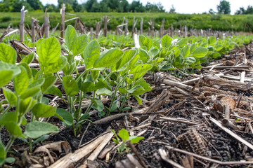 Groud level view of a row of soybeans in a no-till field.