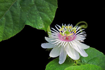 Passion Flowers : Fetid passionflower (Passiflora foetida) or Scarletfruit passionflower, wild...