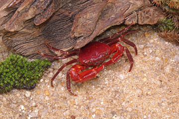Red land crab (Phricotelphusa limula)(Male), It’s also known as waterfalls crab. One of world most beautiful fresh water crabs, It’s native only in Phuket island, Thailand. Very rare