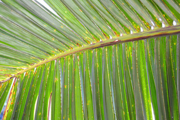 Abstract green stripes from nature, tropical palm leaf fern texture background, no filters.