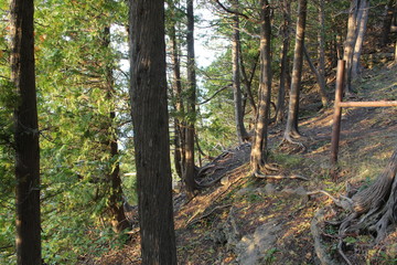 Fototapeta premium Exposed Roots