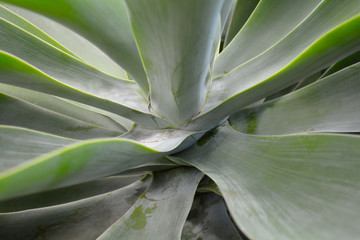 Tropical leaves, green toned, no filters.