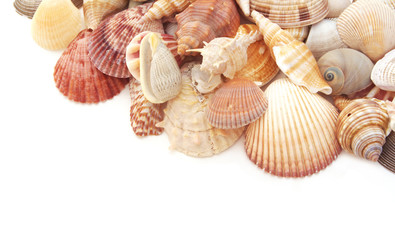 Seashells isolated on white background with space for text