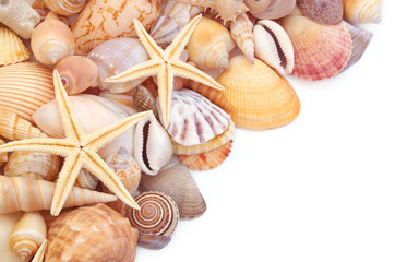 Starfishes with seashells isolated on white background. 