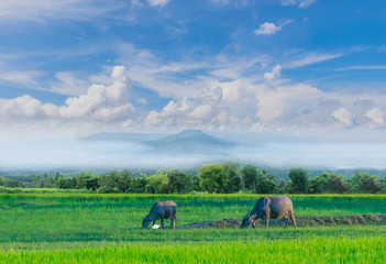 Fototapeta premium Green paddy rice field with beautiful sky and cloud, Thailand's fuji mountain.