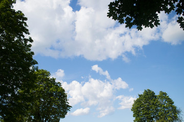 crowns of trees against the blue sky with clouds