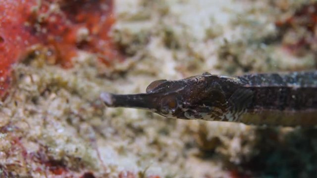 A video of a Pipefish in a ocean current filmed while scuba diving on a tropical reef