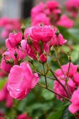 つるバラ　アンジェラ