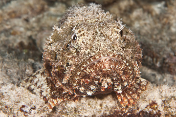 Stone Fish (Synanceia) in the Caribbean reefs of Bonaire