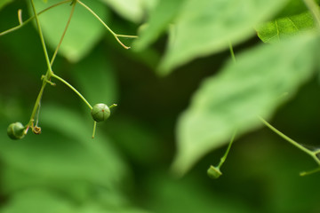 ツリバナのつぼみ