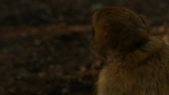 Macaque monkey in Azrou forest, Moroccan atlas.