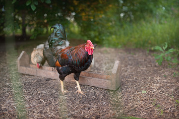 Black and red cock standing near the feeder