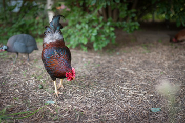 A beautiful free range cockerel looking for food