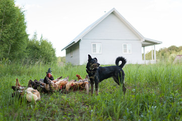 Chicken and dog on the background of the farmhouse. Black mongrel dog stand near the chicken feeder