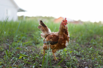 Portrait of a light brown chicken that walks in the grass in the yard of a country house