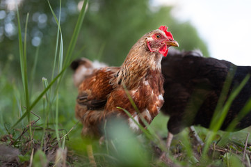 Mongrel red chicken wanders about in the yard
