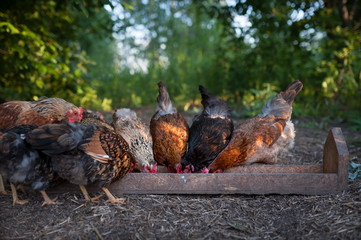 Free-walking chickens eat from the feeder