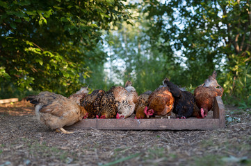 Feeding free-range chickens. Hens eat from a trough on the blurred background of foliage