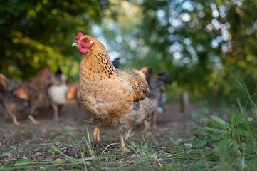 Kichinskaya-yubileynaya chicken wanders about in the yard