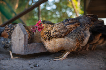 Kuchinskaya-anniversary chicken with full goiter eats from the trough in the aviary of the chicken coop