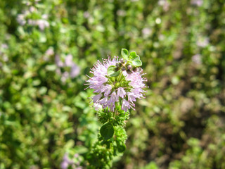  Pennyroyal  Mentha pulegium mountain mint. Closeup of medicinal plant on a blurred background.