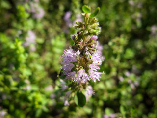  Mentha pulegium Pennyroyal  mountain mint. Closeup of medicinal plant on a blurred background