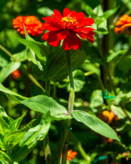 Vertical closeup of Red Zinnias with Bright Green Leaves Growing in a Garden. Zinnia is a genus of plants of the sunflower tribe within the daisy family.