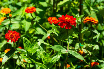 Obraz na płótnie Canvas Closeup of Red Zinnias with Bright Green Leaves Growing in a Garden. Zinnia is a genus of plants of the sunflower tribe within the daisy family.