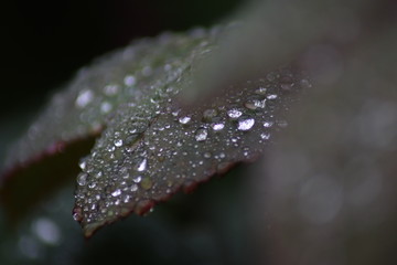 water drops on leaf